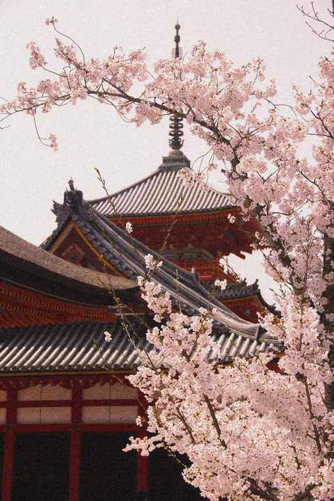 Silk & Sakura